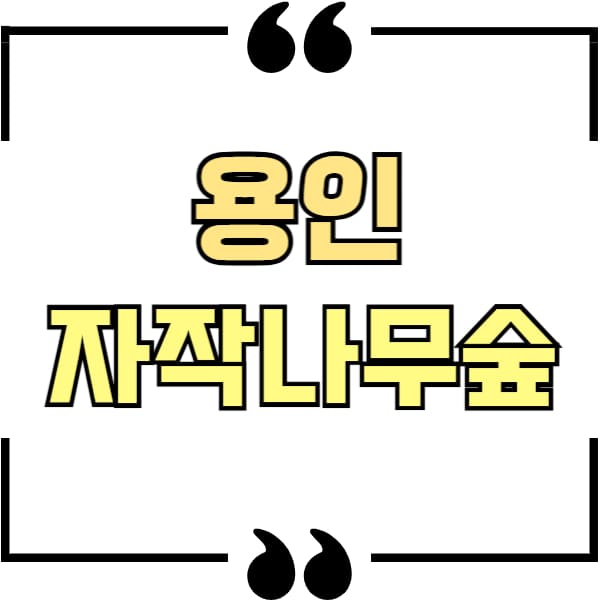 용인 자작나무숲